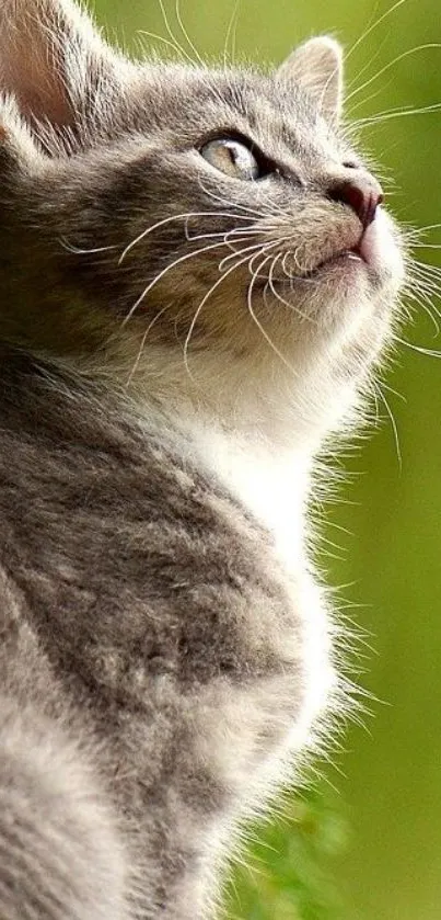 Adorable gray kitten with green background.