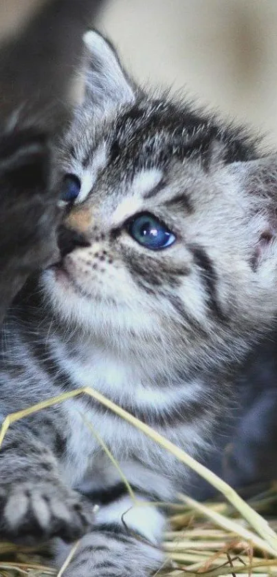 Gray tabby kitten with blue eyes in close-up view.