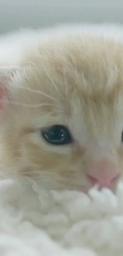 Adorable orange kitten resting on soft white blanket.