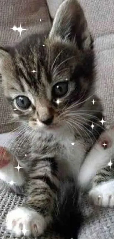 Adorable tabby kitten sitting on a soft gray sofa, looking cute and cozy.