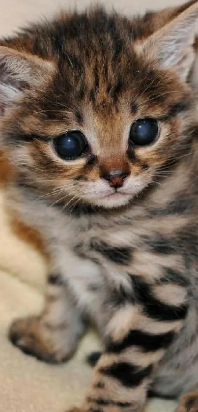 Adorable kitten with spots and blue eyes on a soft background.