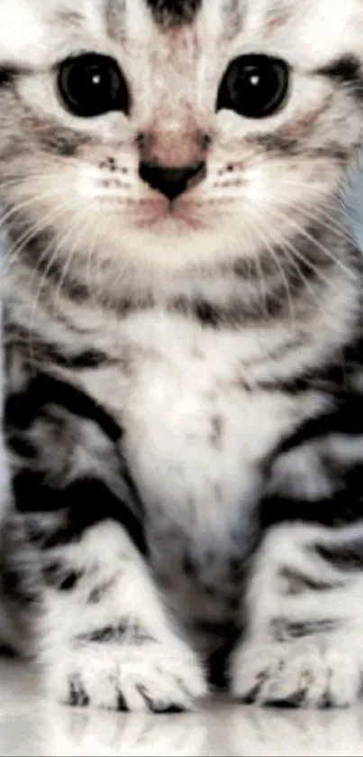 Adorable kitten with large eyes staring at the camera, perfect for mobile wallpaper.