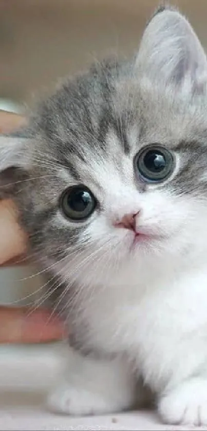 Adorable fluffy kitten with blue eyes on a soft gray background.