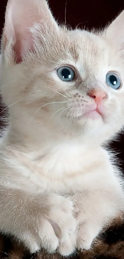 Adorable cream-colored kitten with blue eyes looking curious.