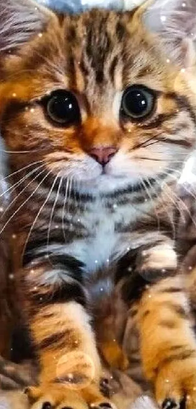 Adorable brown tabby kitten on a fluffy blanket.