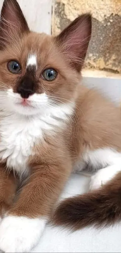 Adorable blue-eyed kitten with white paws and brown fur, sitting by the wall.