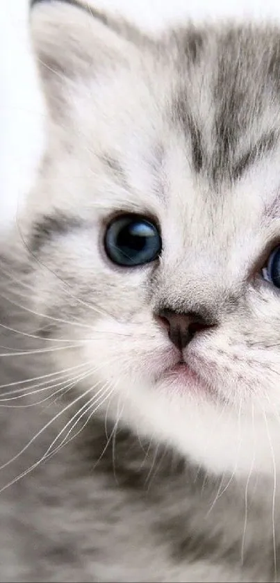 Gray tabby kitten with blue eyes, perfect mobile wallpaper.