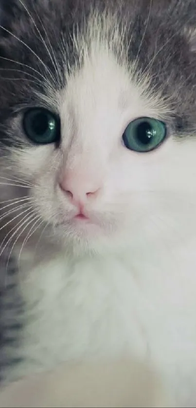 Adorable gray and white kitten close-up mobile wallpaper.