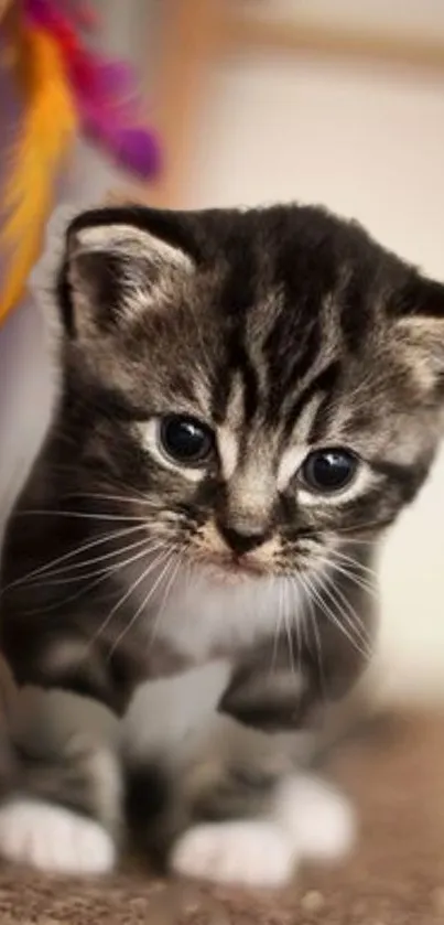 Cute fluffy kitten with playful expression.