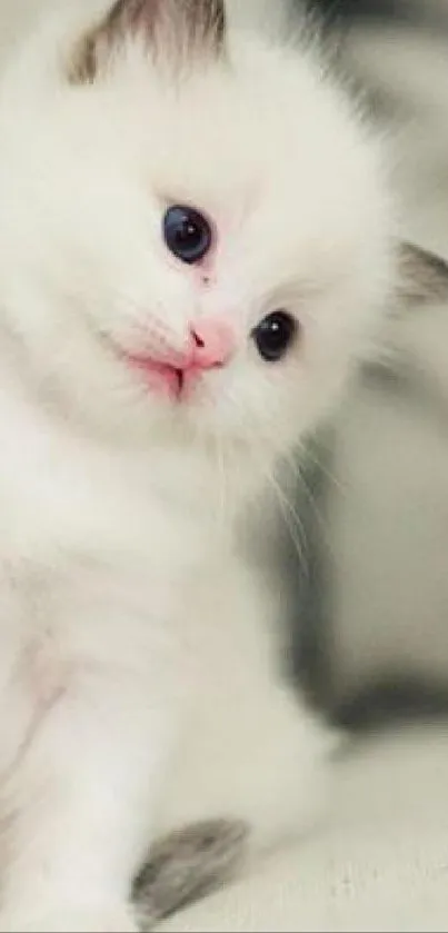 Cute fluffy kitten in a cozy pose for mobile wallpaper.