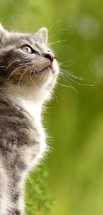 Curious gray kitten gazing upwards with a green blurred background.