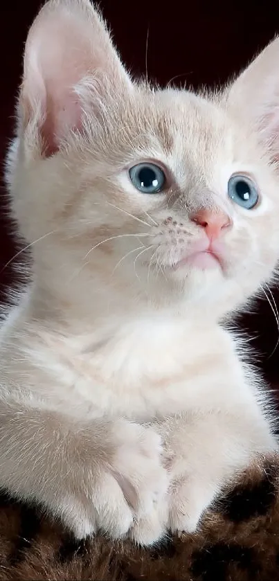 Adorable beige kitten with blue eyes close-up.