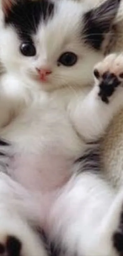 Adorable black and white kitten lying on a blanket.