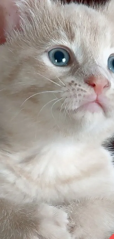 Adorable beige kitten with blue eyes staring curiously.