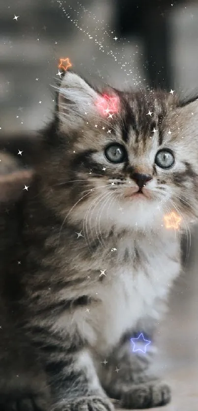 Adorable fluffy kitten behind a chair.