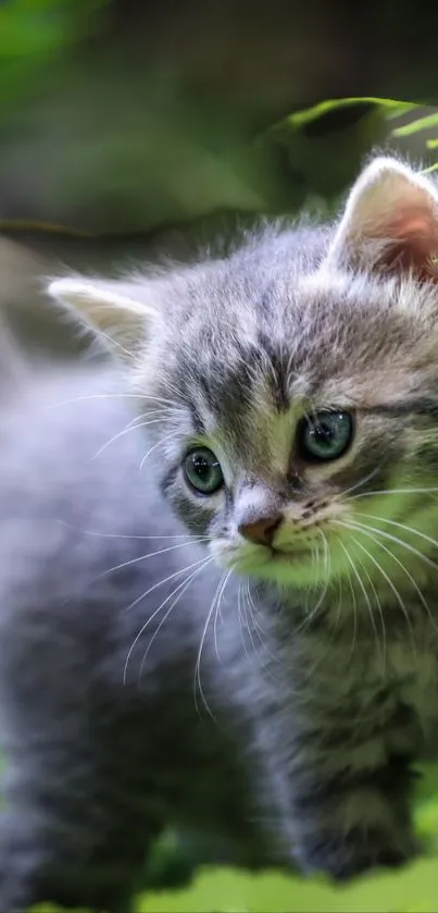 Cute grey kitten exploring outdoors in lush green scenery.