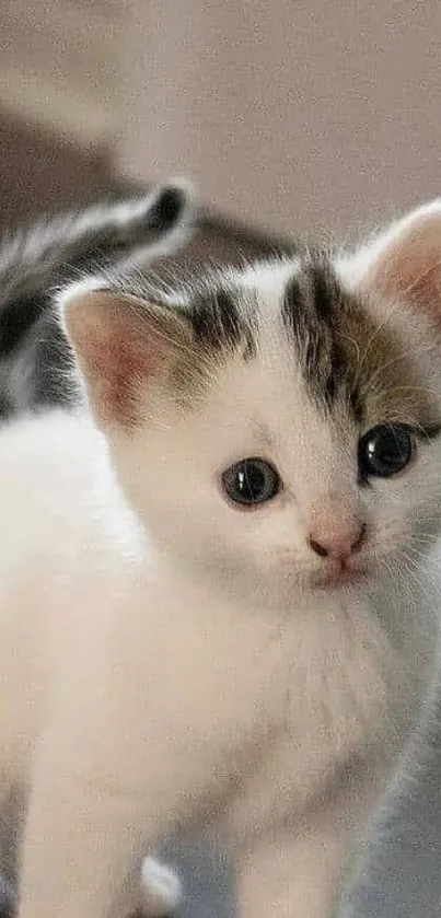 Adorable white and brown kitten mobile wallpaper with big eyes.