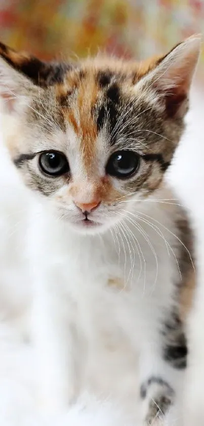 Adorable calico kitten on a fluffy white background as mobile wallpaper.