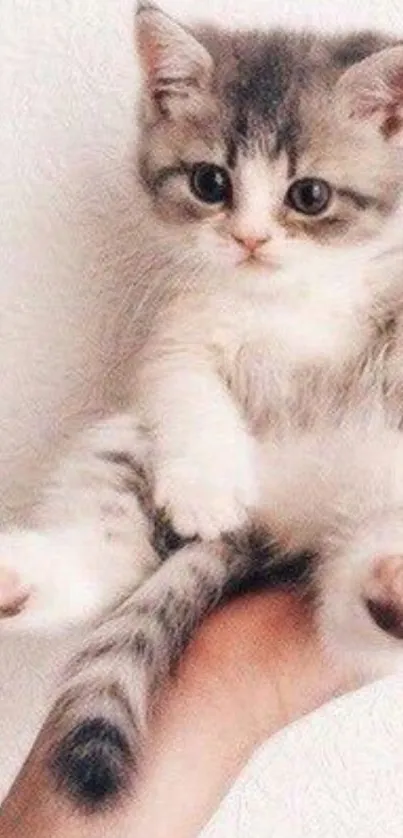 Adorable kitten sitting on a hand with a white background.