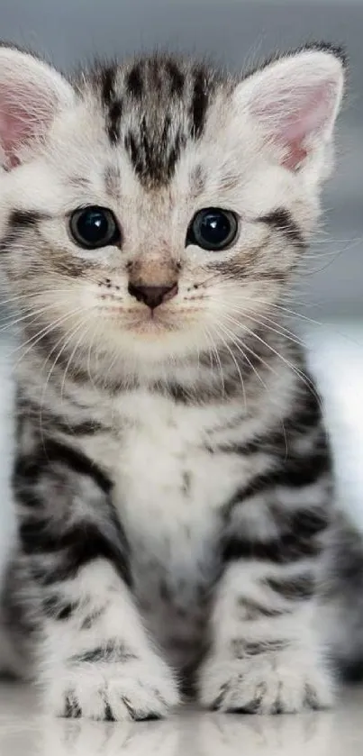 Adorable gray kitten sitting with curious blue eyes.