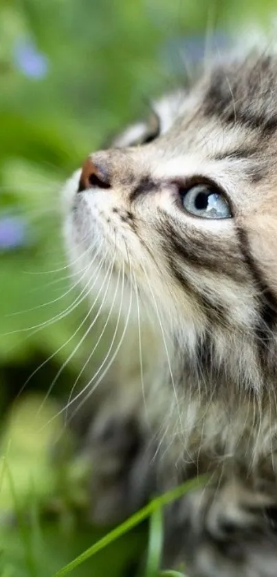 Fluffy kitten looking up among green leaves. Perfect mobile wallpaper.