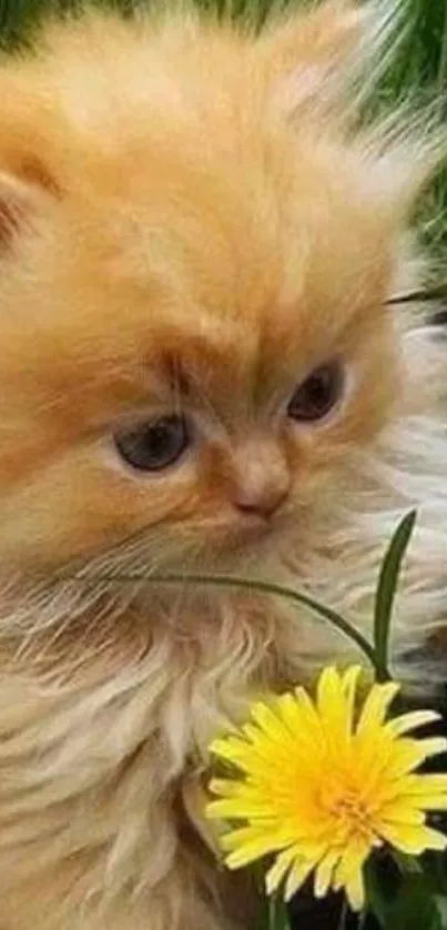 Fluffy ginger kitten with yellow flower in nature setting.