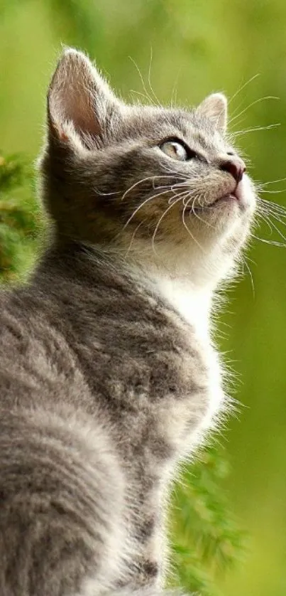 Adorable gray kitten sitting against green background.