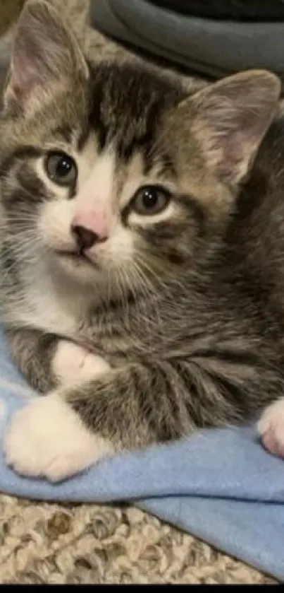 Cute gray kitten lying on a blue blanket, staring adorably.