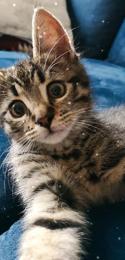 A cute tabby kitten lounges on a plush blue sofa, creating a cozy vibe.