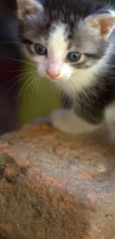 Cute kitten on a rustic brick wall mobile wallpaper.