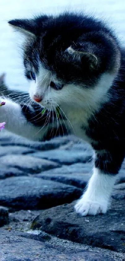 Black-and-white kitten touching a flower on cobblestone pavement.