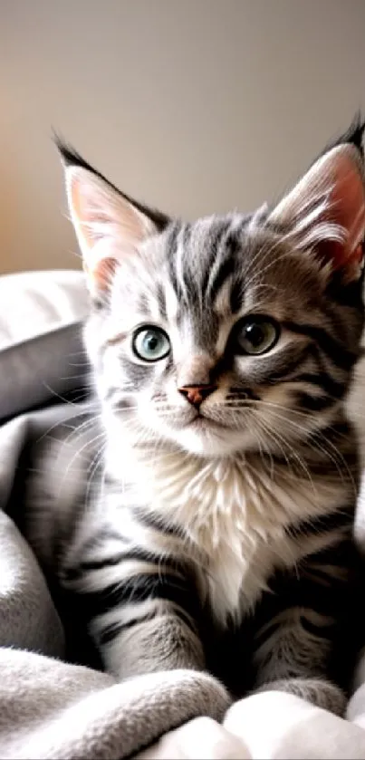 Adorable gray kitten nestled in soft bedding.