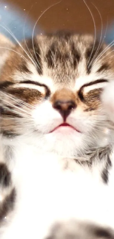 Adorable kitten sleeping on denim jeans.