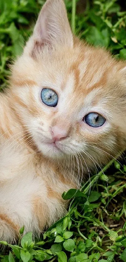 Cute ginger kitten lying on green grass with bright blue eyes.