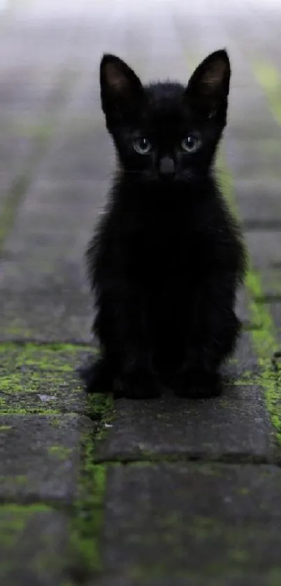 A small black kitten sitting on a mossy brick path, looking directly at the viewer.