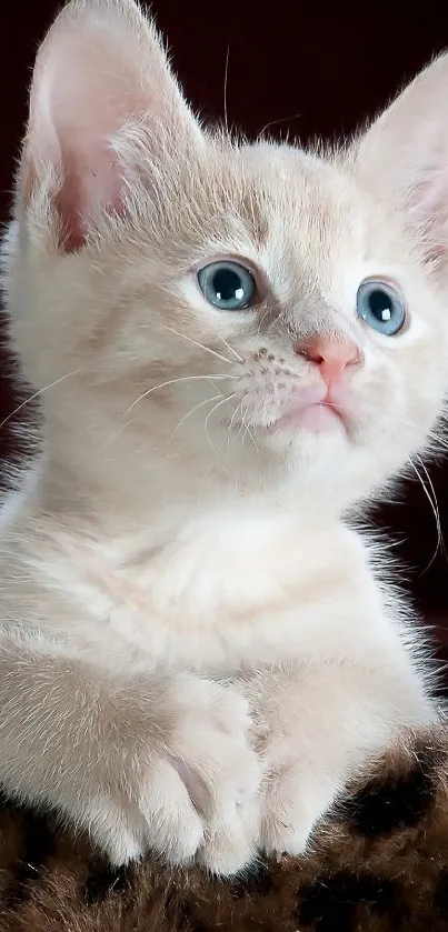 Adorable beige kitten on a leopard-patterned blanket.