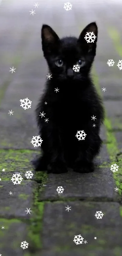 Black kitten sitting on a mossy brick path.