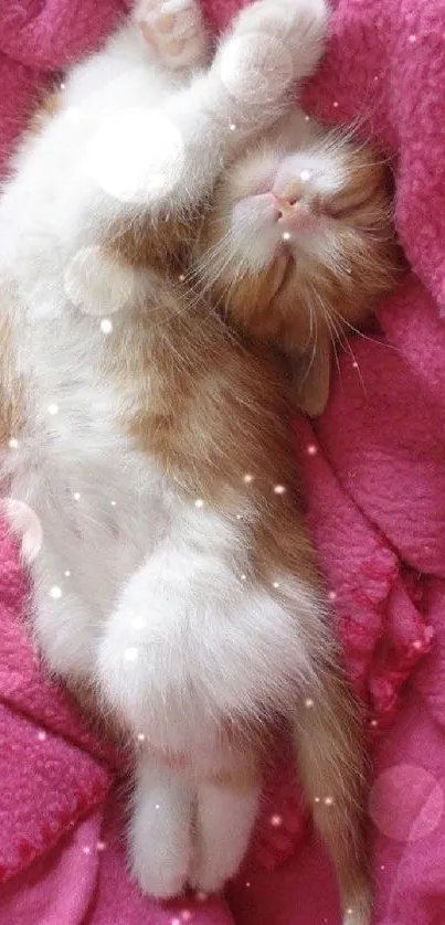 Adorable sleeping kitten on pink blanket.