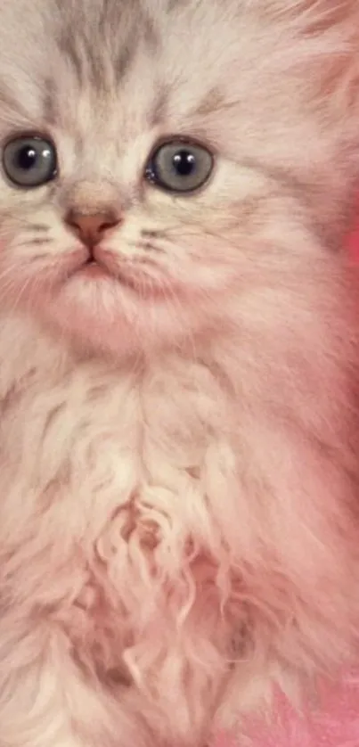 Fluffy gray kitten on pink fuzzy background.