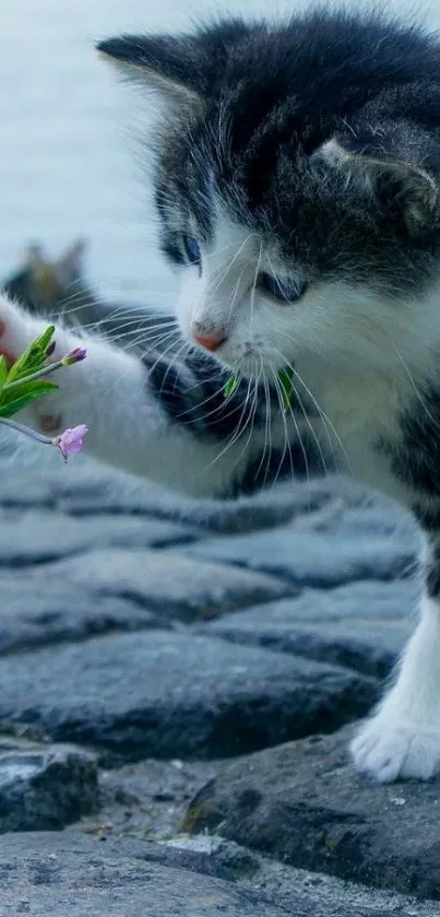 Curious kitten on a cobblestone riverbank reaching for small flowers.