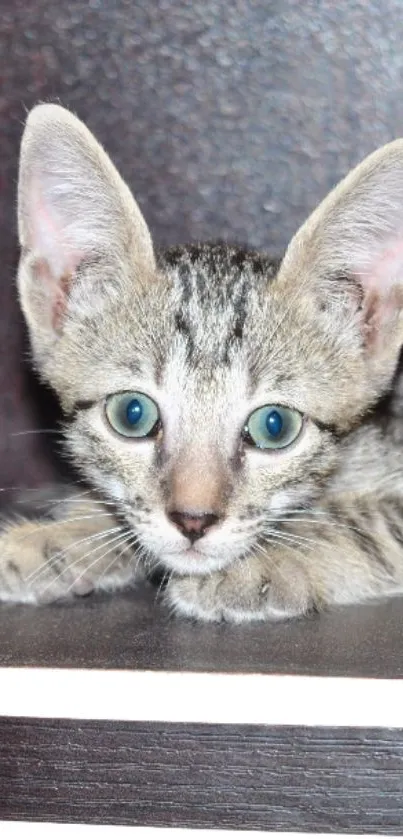 Cute kitten with blue eyes on a shelf background.