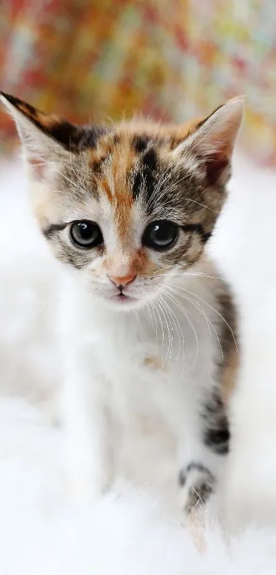 Adorable kitten sitting on a fluffy, white blanket with colorful background.