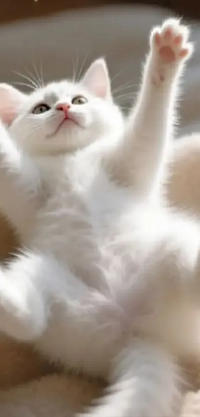 Adorable white kitten with paws up on a beige blanket.