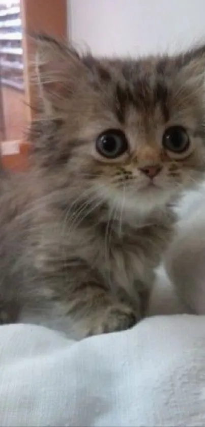 Cute fluffy kitten with wide eyes on a white blanket.