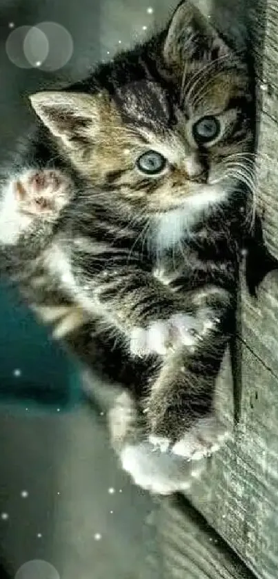 Cute kitten climbing on wooden planks.