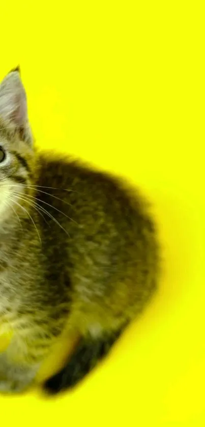 Adorable tabby kitten with yellow background wallpaper.