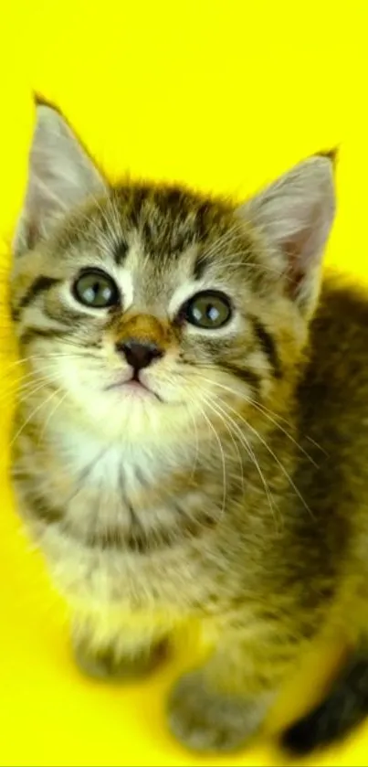 Cute kitten on vibrant yellow background mobile wallpaper.