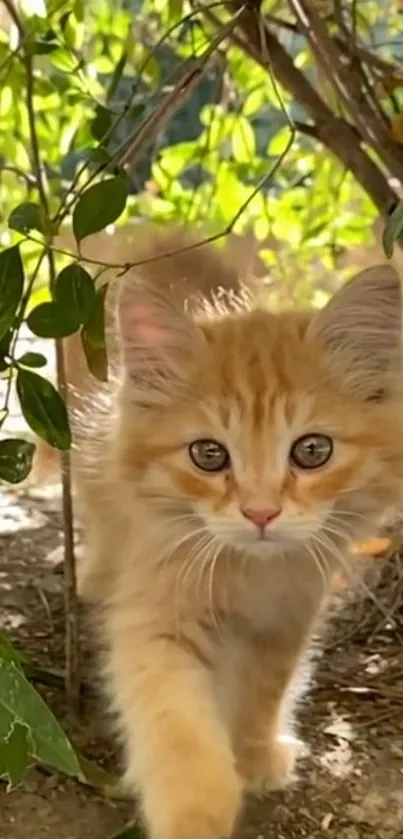 Adorable kitten walking through a leafy garden scene.