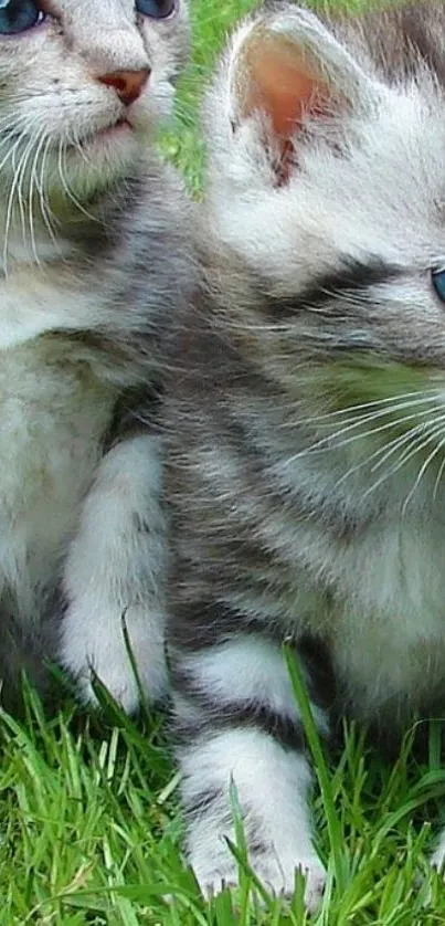 Adorable fluffy grey kittens with blue eyes on green grass background.