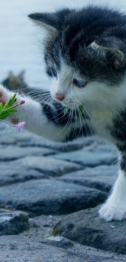 Adorable kitten pawing flower on stone pavement.